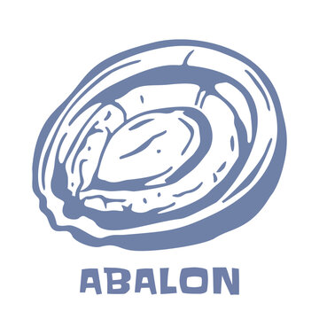Vintage Hand Drawn Abalone Shellfish Line Art Vector Illustration for Restaurant Menu and T-Shirt Design