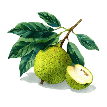 Watercolor clipart of Breadfruit, isolated on white background