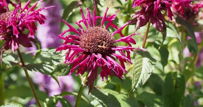 Close-up of a pretty, crown-shaped flower of Scarlet bee balm  (Monarda didyma) with red tubular petals rising from a stem above dark green, lanceolate leaves.
