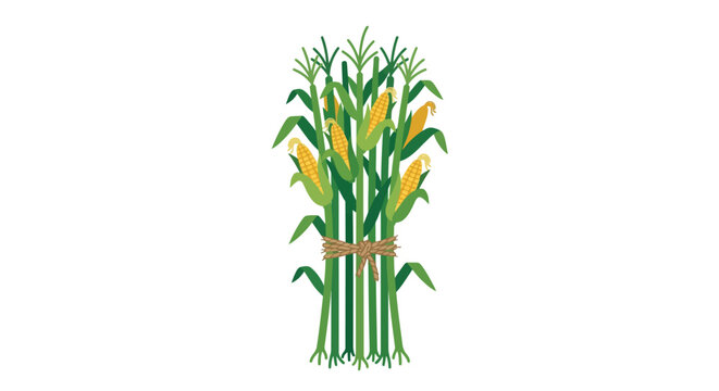 Tied corn stalks with ripe ears vector illustration autumn harvest farm decoration