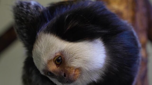 Close up of a white beard tamarin monkey head watching and turning his head
