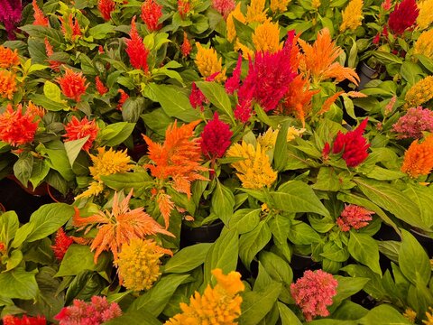 Celosia argentea 'Caracas' (Federbusch)