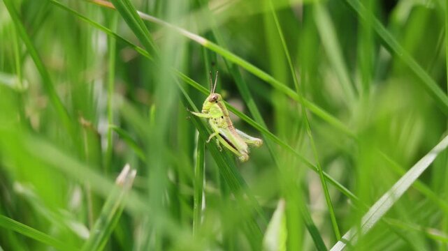 grasshopper