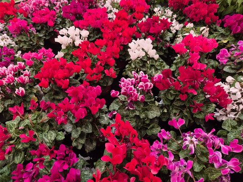 Cyclamen persicum Hybride (Alpenveilchen)