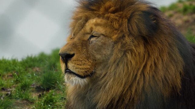 close up of a male lion head resting on a meadow ona sunny spring day and watching