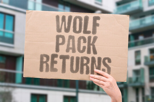 "Wolf Pack Returns" Reintroduction alters Yellowstone ecology. WOLF. PACK. RETURN. REINTRODUCTION. YELLOWSTONE.