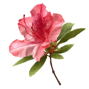Watercolor drawing of Azalea, on clean white background