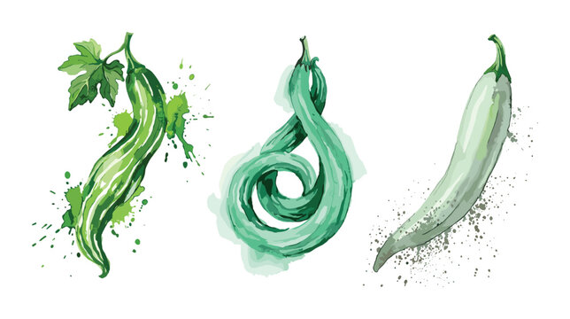 Watercolor green snake gourd vegetable illustration on white background