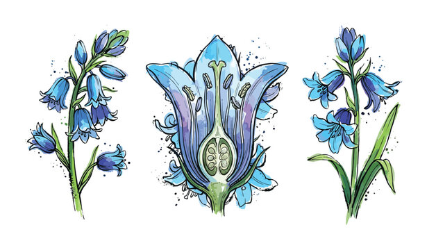 Botanical watercolor sketch of bluebells including flower anatomy