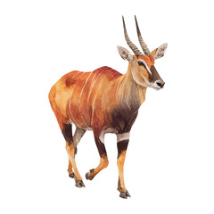Watercolor illustration of Antelope, isolated on white background © John
