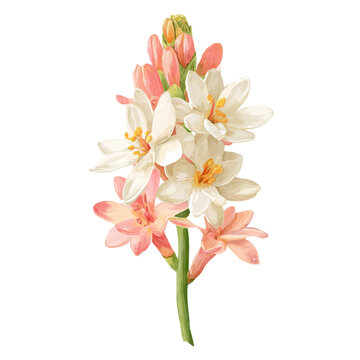 Tuberose Flower, watercolor illustration isolated on white background