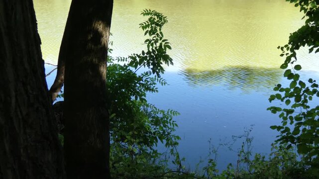Deciduous tree trunk standing on shore of calm pond lake water, medium shot, natural lighting atmosphere. Purity and Vitality.