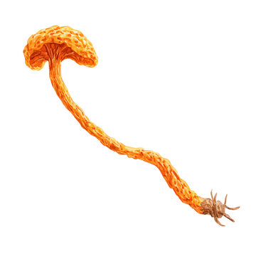 Cordyceps Mushroom, watercolor clipart isolated on white background