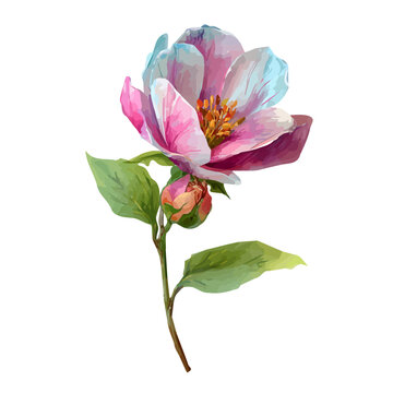Detailed watercolor painting of Stock Flower, isolated on white background