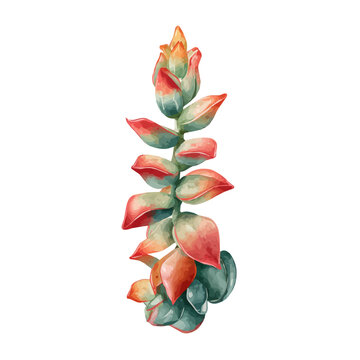Burros Tail, watercolor design element isolated on white background