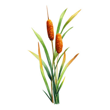 Cattail, watercolor clipart isolated on white background
