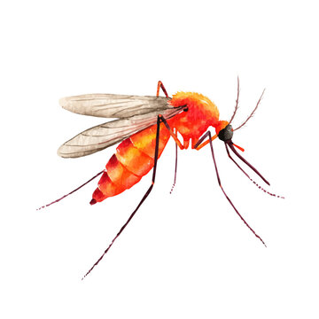 Detailed watercolor painting of Mosquito, isolated on white background