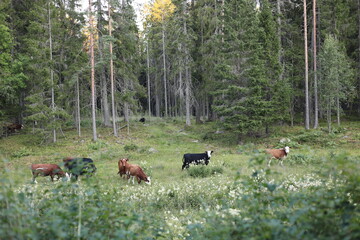 cows grazing in a pasture © Emma Young