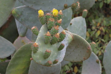 Prickly pear cactus (Opuntia ficus) © Viktor