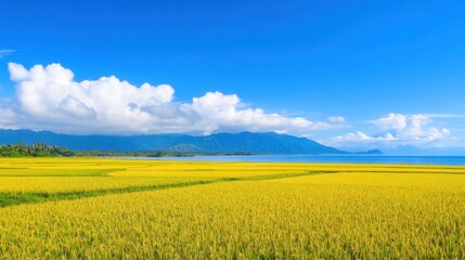 Fototapeta premium Scenic landscape of a golden agricultural field under a brilliant blue sky with white clouds