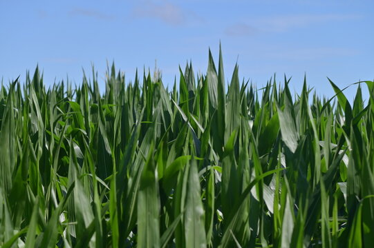 Corn Field