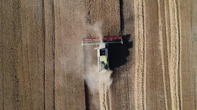 Aerial top-down drone view of a combine harvester working in a vast golden wheat field during harvest