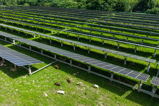 Sheep grazing in sustainable agrivoltaic solar farm
