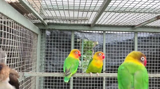 Multiple Fischer Lovebirds in cage