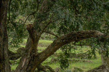 Fototapeta premium tree in the forest