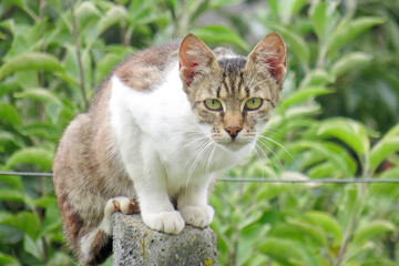 Cat perched on concrete post. In Romania © Herman Vlad