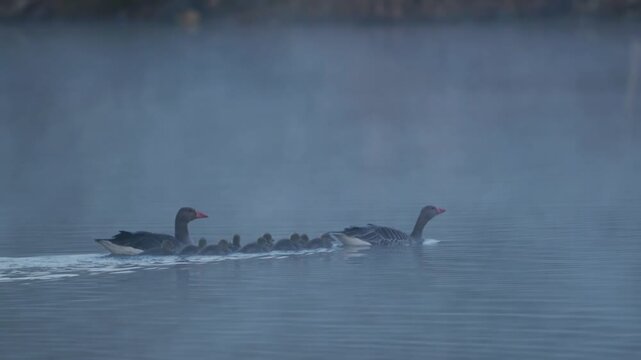 Adult geese lead their many goslings swimming in a line on a calm lake surface in the early morning mist