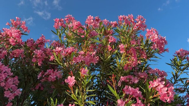 Oleander nerium beautiful flowering plant.