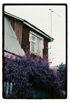 Climbing vine takes over a weathered village house