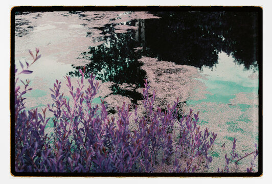 Purple shoreline shrubs reflected in a still pond