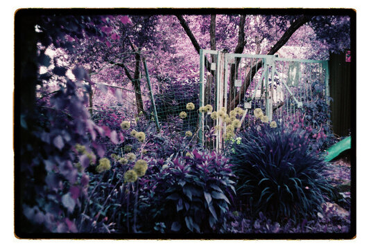 Overgrown garden gate hidden among wildflowers and dandelions