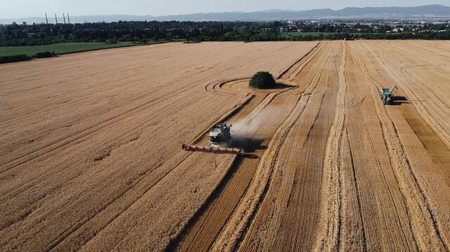 Aerial drone view of a combine harvester working in a golden wheat field