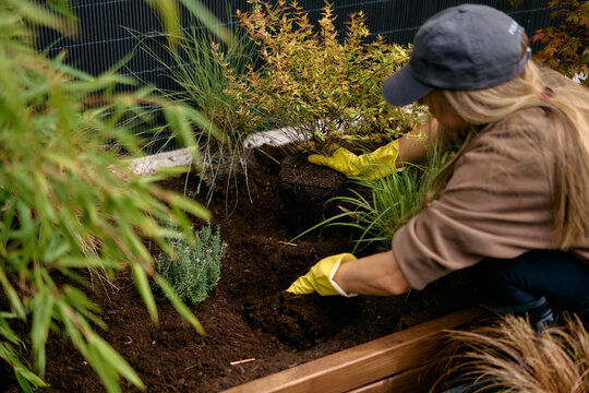 Woman Gardening With Yellow Gloves Transplanting A Potted Plant 