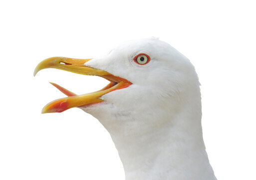 Head of a seagull on a summer day isolated on white