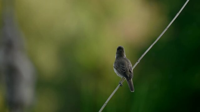 Great reed warbler perched on a slender stem singing its morning song in a green natural setting