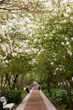 Moring path of blooming trees.