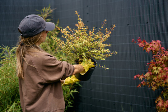 Woman Gardening With Yellow Gloves Transplanting A Potted Plant 