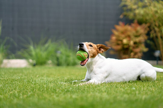 Jack Russell Dog Relaxing in Backyard Grass with Tennis Ball