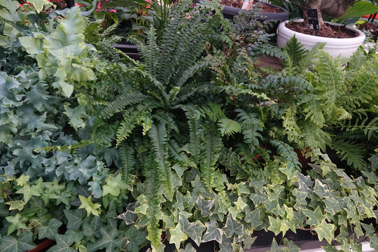 Lush Green Plants Create a Natural, Tranquil Indoor Garden Oasis for Relaxation and a Fresh Atmosphere