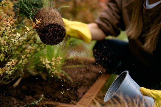 Gardener Planting Small Herb Seedling With Gloves Into Garden Soil 