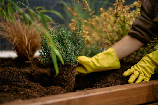 Gardener Planting Small Herb Seedling With Gloves Into Garden Soil 