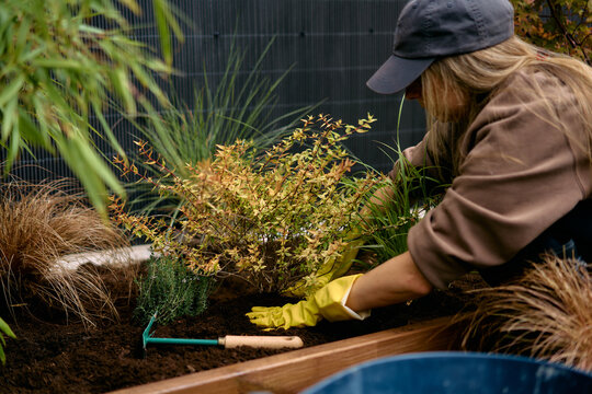 Woman Gardening With Yellow Gloves Transplanting A Potted Plant 