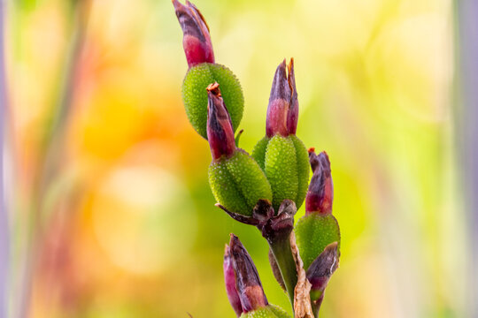 Canna indica pertenece a la familia Cannaceae.