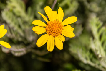 Euryops chrysanthemoides pertenece a la familia Asteraceae. © CarlosHerreros