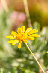 Euryops chrysanthemoides pertenece a la familia Asteraceae. © CarlosHerreros