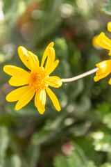 Euryops chrysanthemoides pertenece a la familia Asteraceae. © CarlosHerreros